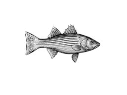 striped bass art